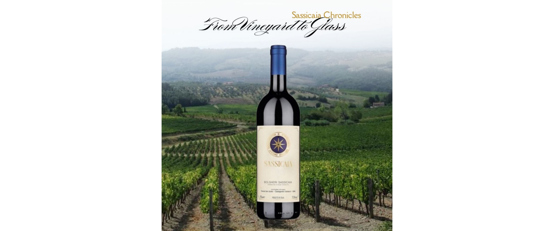 Sassicaia Chronicles: From Vineyard to Glass